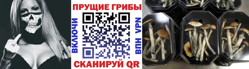 Купить  Вышний Волочёк  Псилоцибиновые грибы Magic Shrooms 